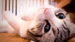 Animals cats close-up Mammals