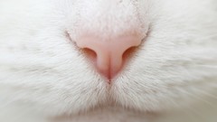 Animals cats close-up Noses pets domestic cat