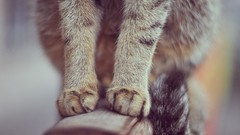 Animals cats close-up paws