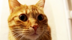 Animals cats close-up pets