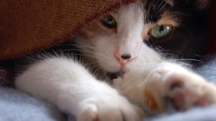 Animals cats close-up pets