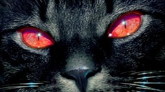 Animals cats close-up red eyes