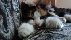 Animals cats close-up sleeping