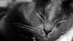 Animals cats close-up sleeping pets grayscale