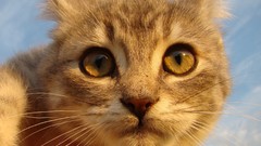 Animals cats close-up stare