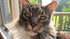 Animals cats close-up yellow eyes