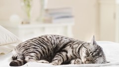 Animals cats closed eyes