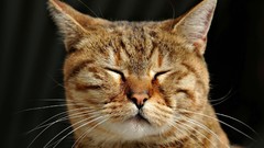 Animals cats closed eyes