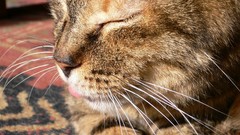 Animals cats closed eyes