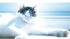 Animals cats closed eyes lying down relaxing