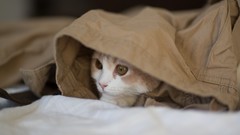 Animals cats clothes ben torode