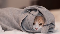 Animals cats clothes hidden