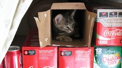 Animals cats coca-cola soda