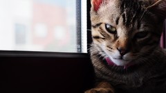 Animals cats collar green eyes pets