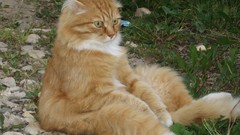 Animals cats complex magazine