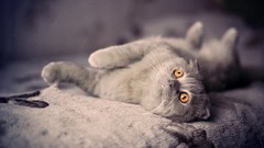 Animals cats couch pets depth of field