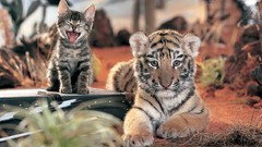 Animals cats cubs Tigers baby animals