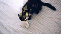 Animals cats cups pets drinking checkered domestic cat