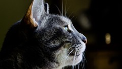 Animals cats curious