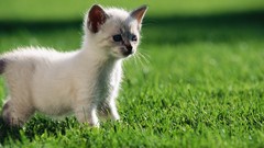 Animals cats curious Kittens