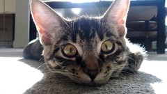 Animals cats curious pets