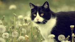 Animals cats dandelions
