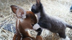 Animals cats deer fawn