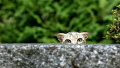 Animals cats depth of field