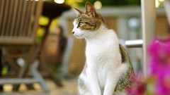 Animals cats depth of field