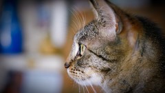 Animals cats depth of field