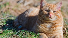 Animals cats depth of field