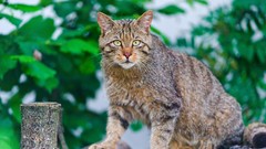 Animals cats depth of field