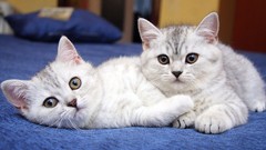 Animals cats depth of field