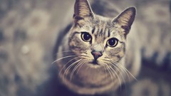 Animals cats depth of field