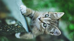 Animals cats depth of field