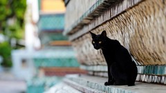 Animals cats depth of field