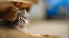 Animals cats depth of field