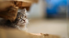 Animals cats depth of field