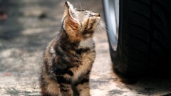 Animals cats depth of field motorbikes