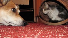 Animals cats Dogs artwork