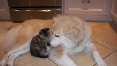 Animals cats Dogs artwork