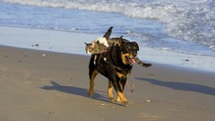Animals cats Dogs Beaches pets