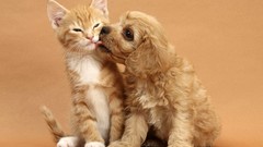 Animals cats Dogs brown kissing