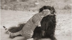 Animals cats Dogs Friends