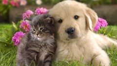 Animals cats Dogs friendship