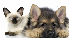 Animals cats Dogs friendship German shepherd siamese