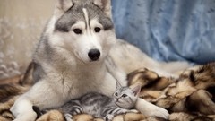Animals cats Dogs husky