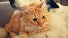 Animals cats Dogs Kittens Friends