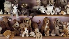 Animals cats Dogs pets