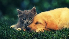 Animals cats Dogs pets